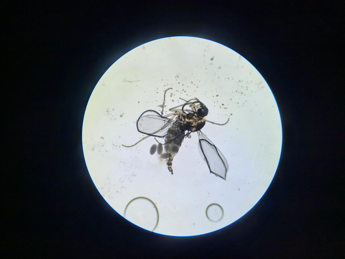 Killed a fungus gnat and put it under the microscope. Ladies and