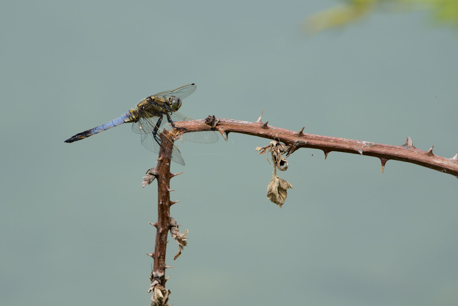 Dragonflies