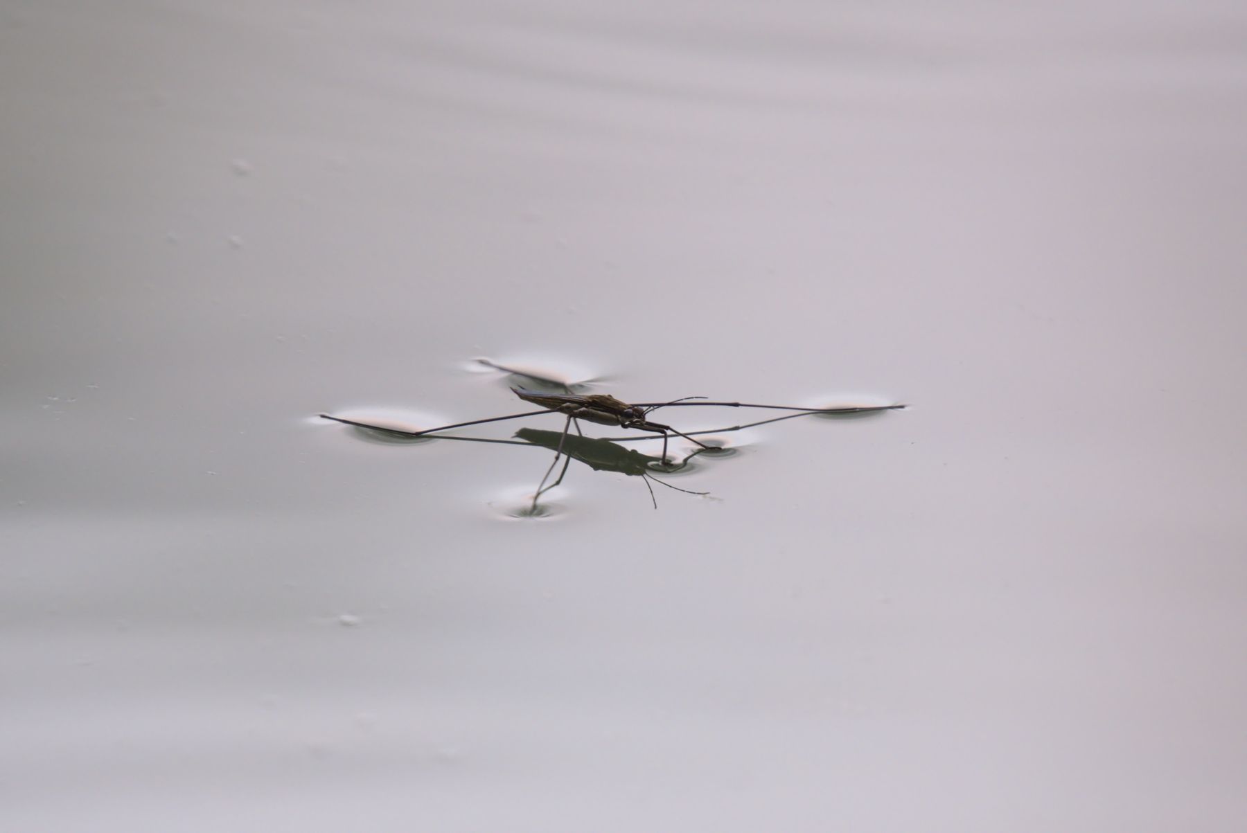 Water Striders in Pougny