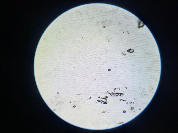 Onion Cells Under a Microscope