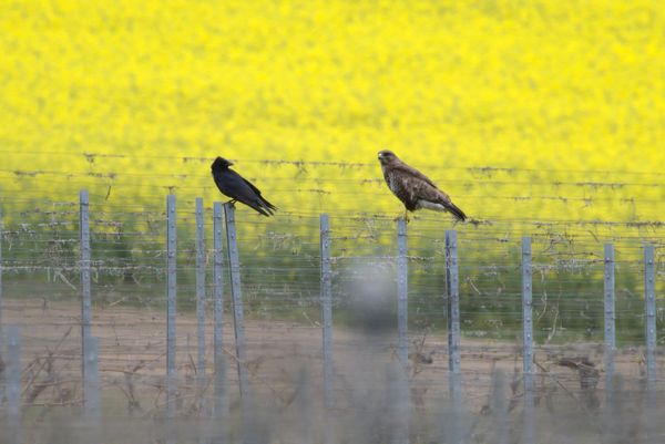 Rooks and Buzzards
