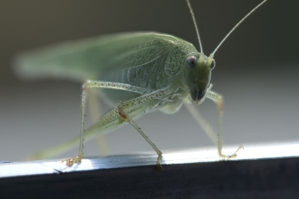 Macro Photos Stacking