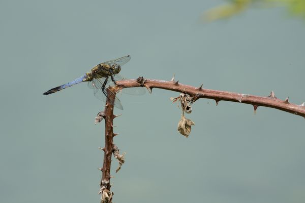 Dragonflies