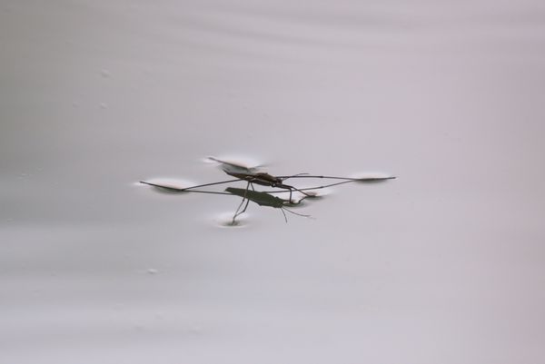 Water Striders in Pougny