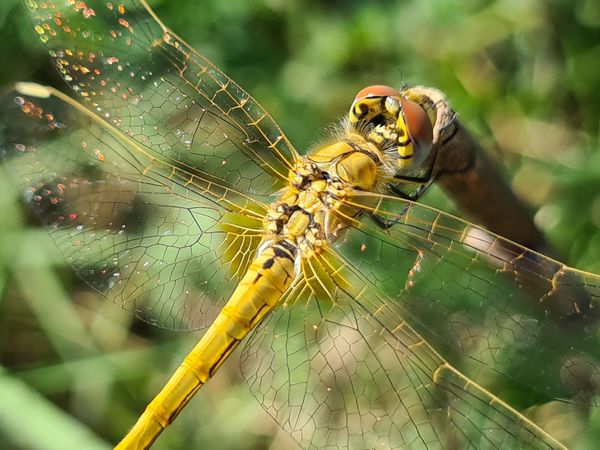 Dragonflies from Ornithological Park of Pont de Gau