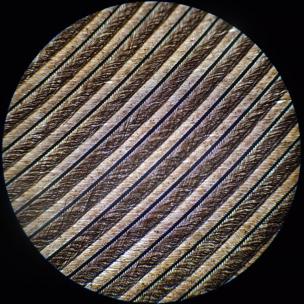 Hair and a Feather Under a Microscope