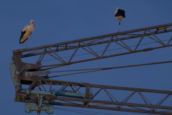 Storks Before Migration