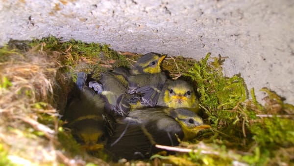 Tit fledglings